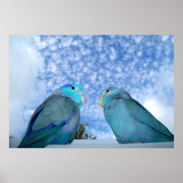 Parrotlets Pazifik-Blaues Parrotlet-Vogelpaarposte Poster