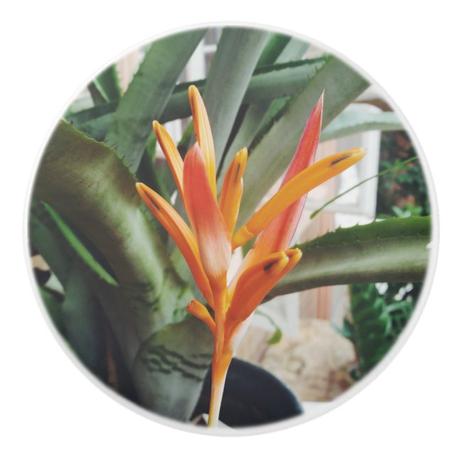 Parrot's Beak Heliconia Perennial Kraut Keramikknauf (Vorderseite)