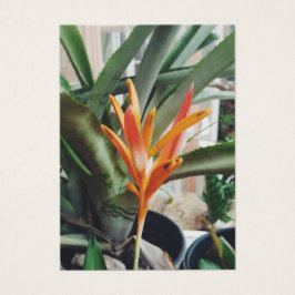 Parrots Beak Heliconia Perennial Kraut Visitenkart