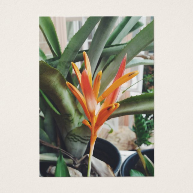 Parrots Beak Heliconia Perennial Kraut Visitenkart (Vorderseite)