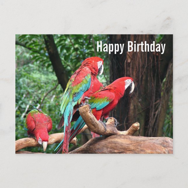 Parrots Happy Birthday Card Postkarte (Vorderseite)