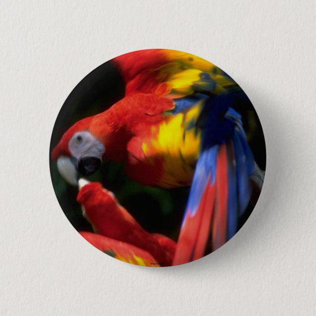 Parrots in der Liebe Button (Vorderseite)