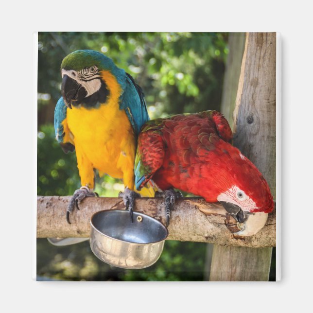 Parrots Magnet (Vorne)