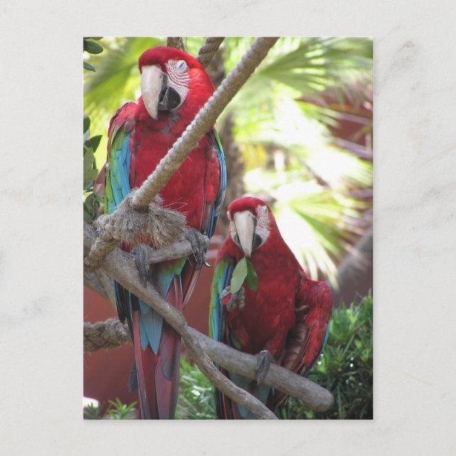 Parrots Postkarte (Vorderseite)