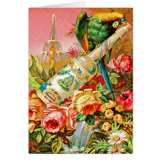 Parrott vintage (Devant)