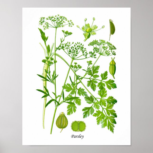 Parsley Kitchen Herb Botanische Wanddekor Poster (Vorne)