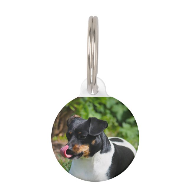 Parson Russell Terrier. Haustiermarke (Vorderseite)