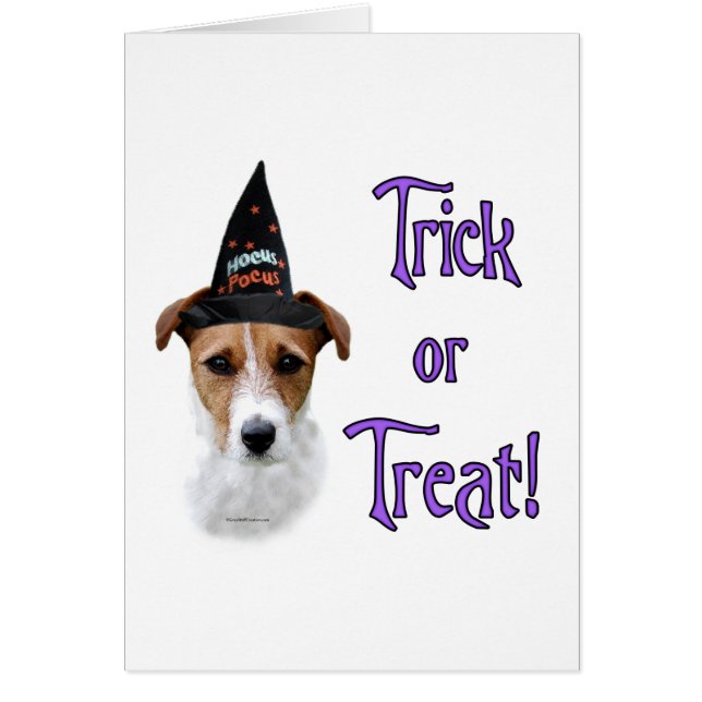 Parson Russell Terrier Trick (Vorne)