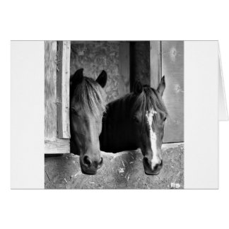 Partenaires stables