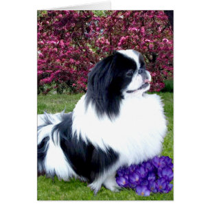 Parti-color Pekingese Dogs
