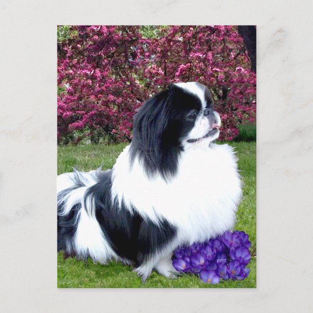 Parti-Color Pekingese Hunde Postkarte (Vorderseite)