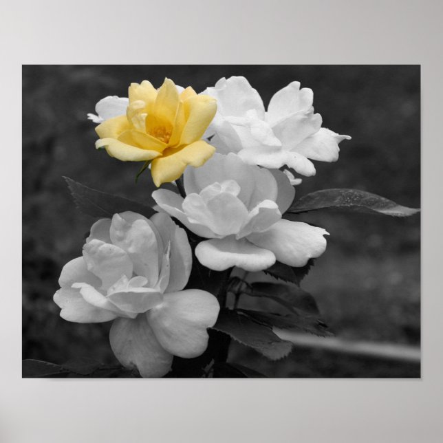 Partielle Blume der gelben Rose Cluster Poster (Vorne)