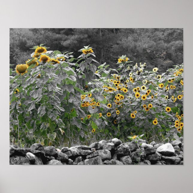 Partielle Blume des Sonnenblumengartens Poster (Vorne)
