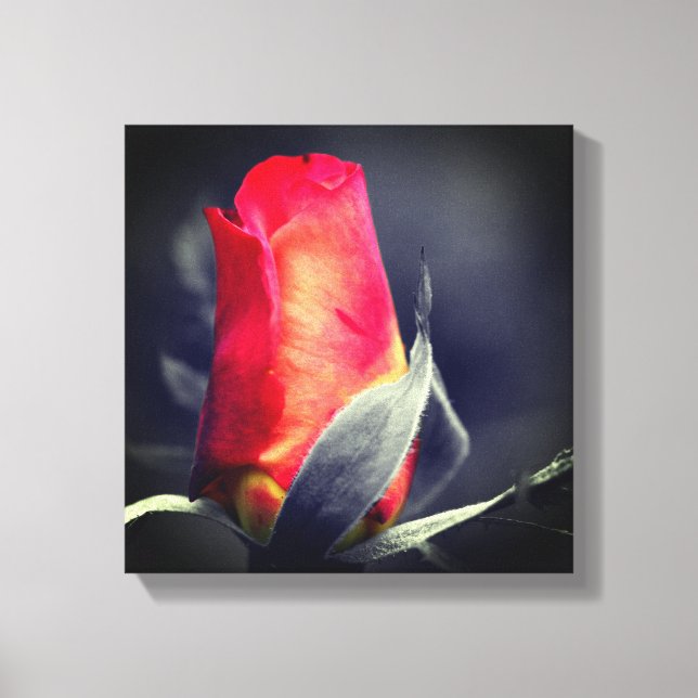 Partielle rote Rosenknospe Leinwanddruck (Vorderseite)
