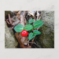 Partridge Berry Wildblume