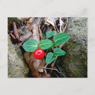 Partridge Berry Wildblume Postkarte