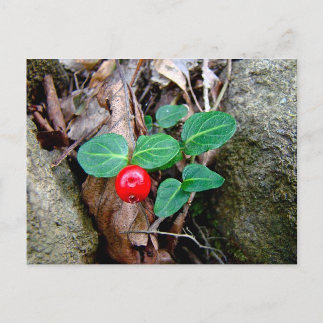 Partridge Berry Wildblume Postkarte (Vorderseite)