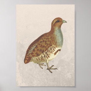 Partridge Bird Illustration Poster