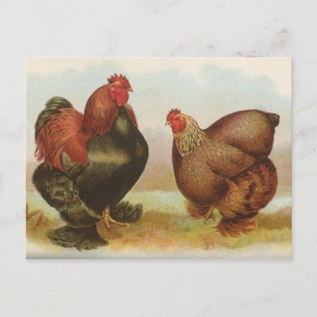 Partridge Cochins Postkarte (Vorderseite)