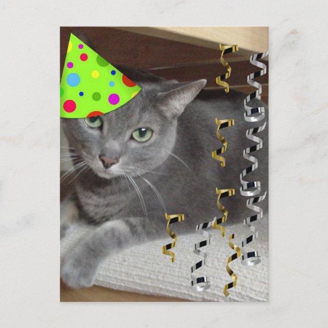 Party Animal Grey Cat Einladungspostkarte (Vorderseite)