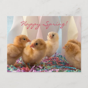 Party Chicks Yellow Baby Chickens Streamer Einladungspostkarte