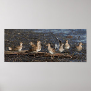 Party von Baird & Pectoral Sandpipers am Strand Poster