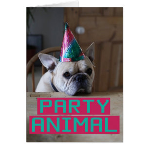 Partytier!