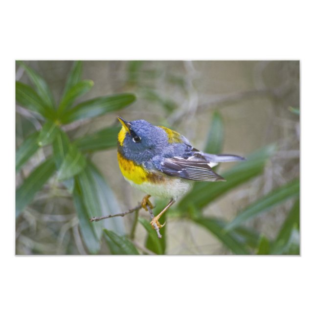Parula americana (Nord) Fotodruck (Vorne)