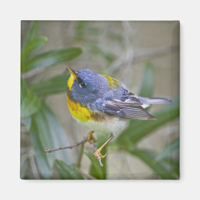 Parula americana (Nord) Magnet (Vorne)