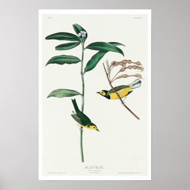 Paruline à capuchon par Audubon Poster (Devant)
