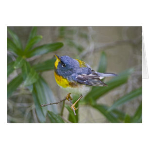Paruline à gorge noire (Parula americana)