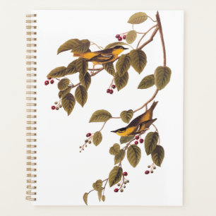 Paruline carbonée Audubon Oiseau