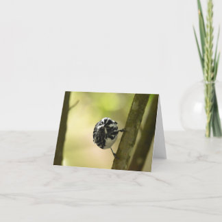 Paruline noire et blanche n° 2 - Carte de note bla