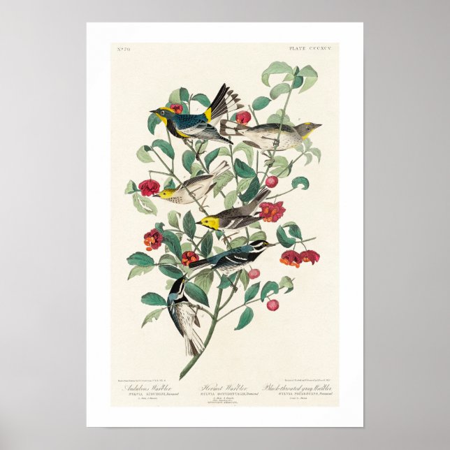 Paruline par Audubon Poster (Devant)