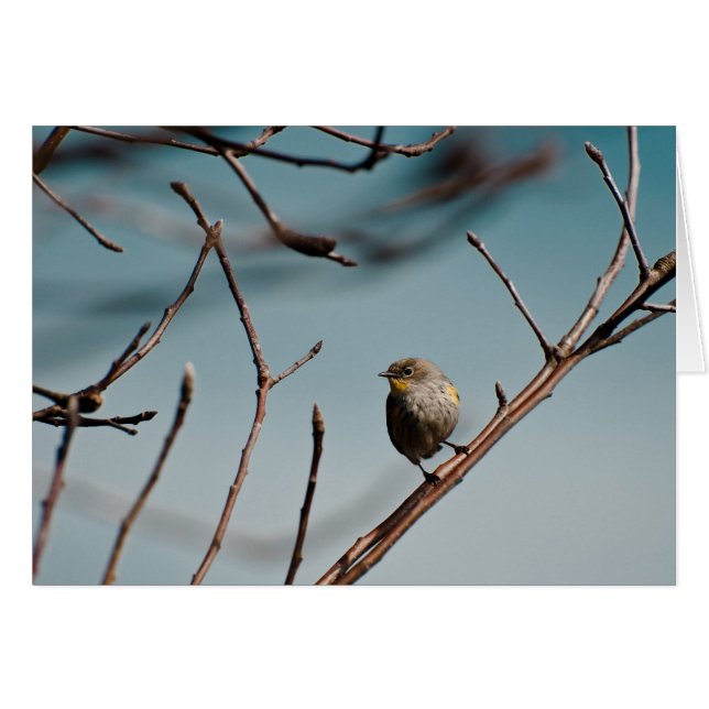 Paruline rayée jaune 01 (Devant horizontal)