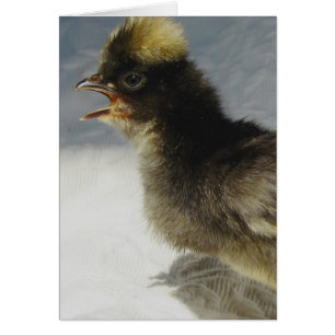 Pas de photos s'il vous plaît