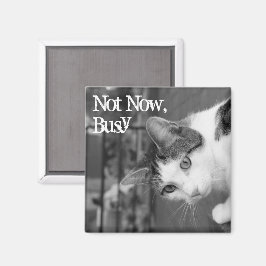 "Pas maintenant, occupé" Crabby Magnet de chat