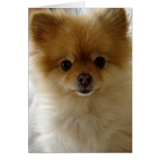 Pas seulement l'amour du chiot