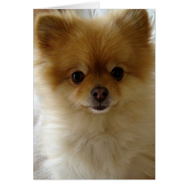 Pas seulement l'amour du chiot (Devant)