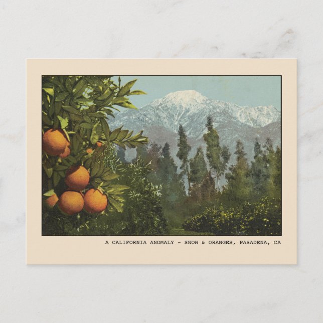 Pasadena Carte postale Neige et Orange Groves (Devant)