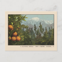 Pasadena Postcard Schnee und Orange Groves