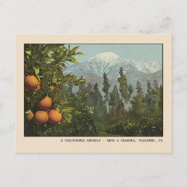 Pasadena Postcard Schnee und Orange Groves Postkarte