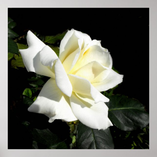 Pascali-Rose Poster (Vorne)