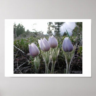 Pasque-Blume Poster