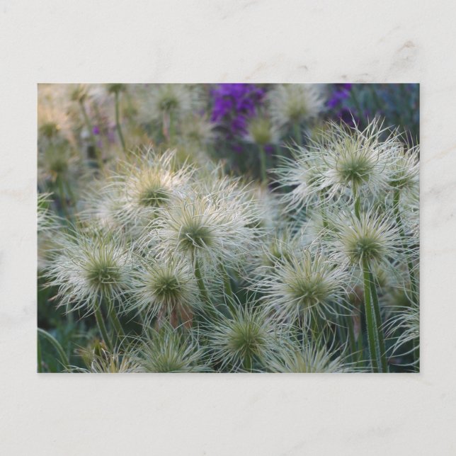 Pasque Blume Seed Heads Postkarte (Vorderseite)