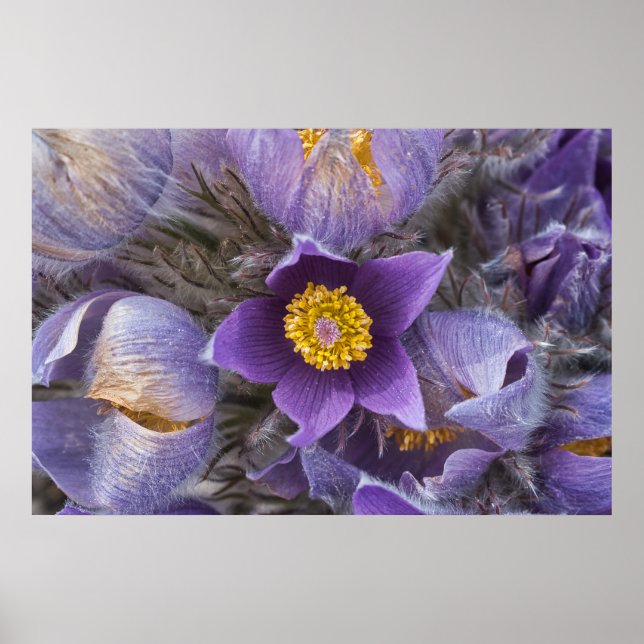 Pasqueflower Poster (Vorne)