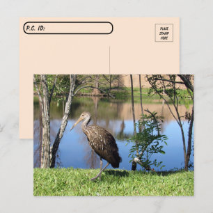 Passage à niveau - Limpkin sur la carte postale du