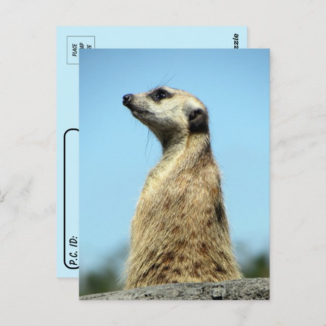 Passage de poste - Meerkat sur la carte de voeux d (Devant / Derrière)