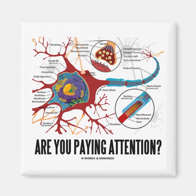 Passen Sie auf? (Neuron Synapse Spaß) Magnet (Vorne)