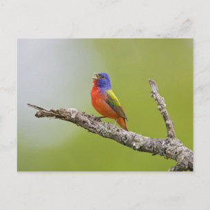 Passerina ciris), männlich gesungen postkarte
